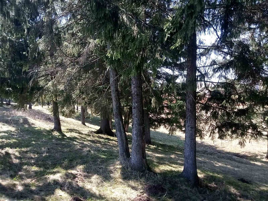Девочек нашли в лесу в 10 км от приюта.