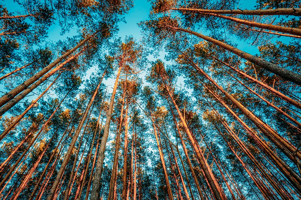 Сосновые леса могут исчезнуть из-за плохой экологии. Фото: shutterstock.com.