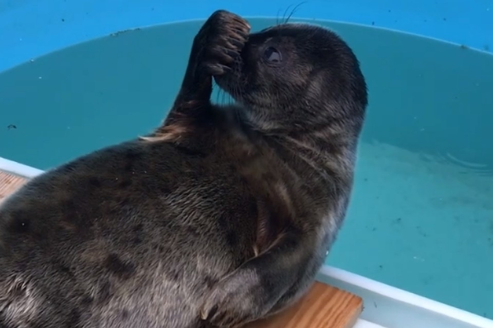 Нерпенка, мило сосавшего свою лапку, заметили ветеринары. Фото: vk.com/sealrescue