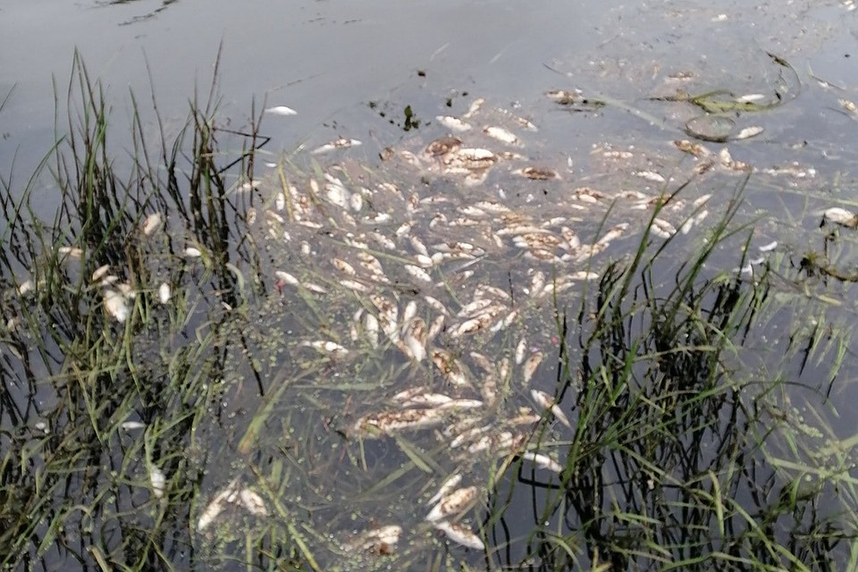 Фото: Рыбалка в Гродно | Гродненская область