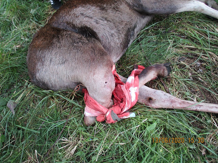 В Смоленской области выявили три факта незаконной охоты. Фото: департамент по охране, контролю и регулированию использования лесного хозяйства, объектов животного мира и среды их обитания.