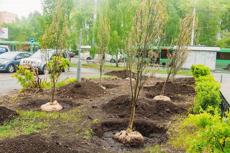 В Тюмени разработают стратегию озеленения города. Фото - пресс-служба администрации города Тюмени.