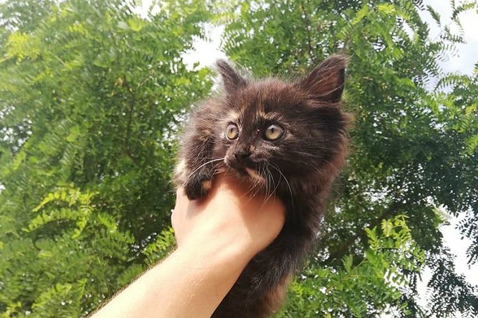 Котенок, упавший в колодец. Фото: Елена Казьмина