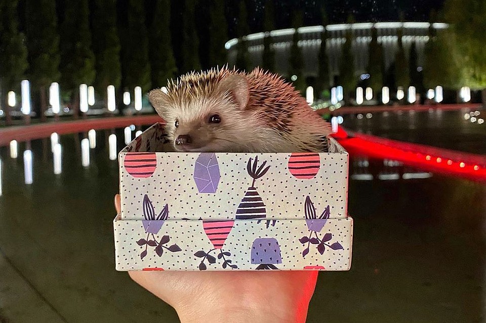 Ежик по имени Бучи. Фото: instagram.com/my_name_is_buchi/
