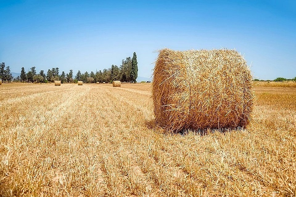 Фото: pixabay.com