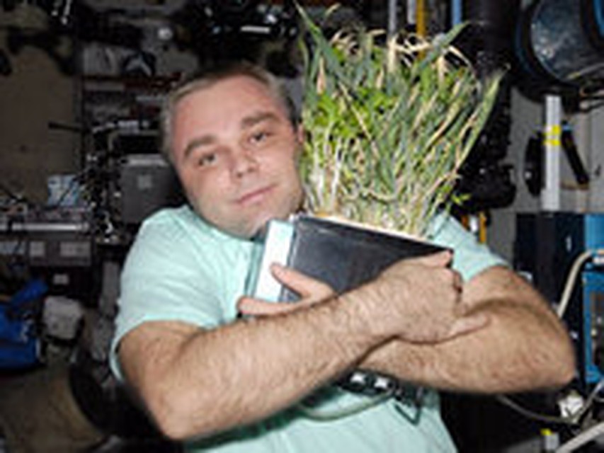 Челябинец вырастил в космосе пшеницу
