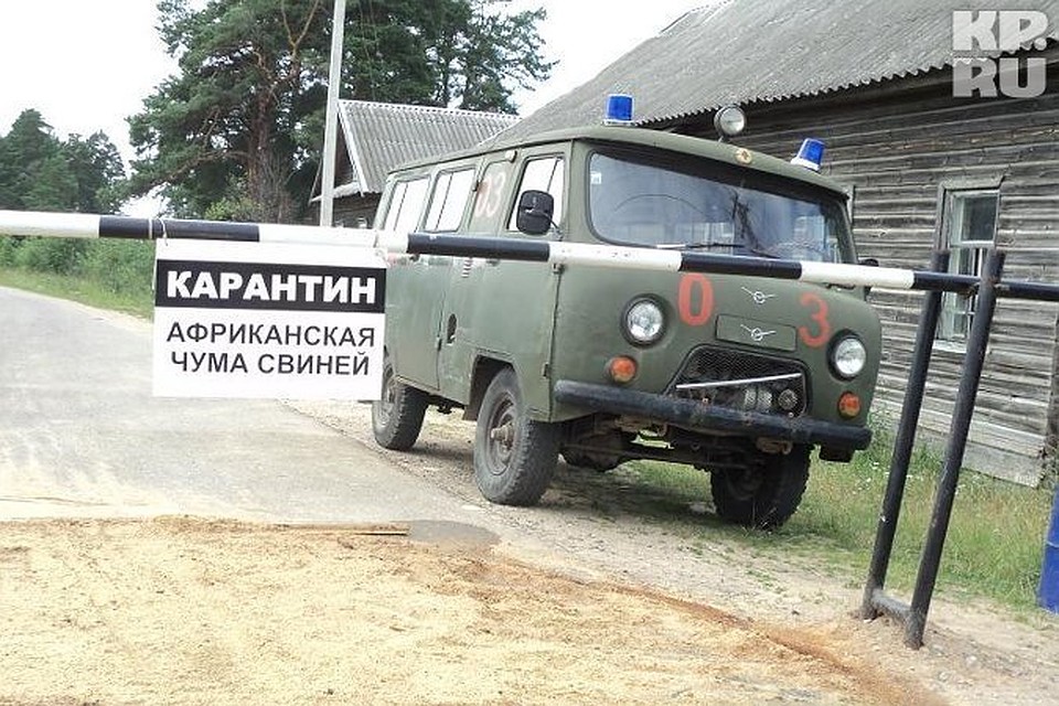 В Максатихинском районе выявлена африканская чума свиней