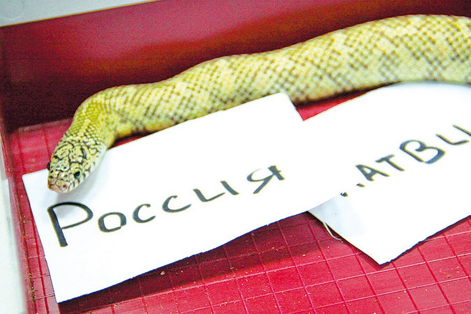 Уфимский последователь «осьминога Пауля» месяц назад предсказал победу американским хоккеистам
