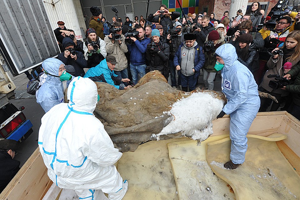 Мамонтенка нашли в 2010 году на берегу моря Лаптевых, пролежал он там, как считают палеонтологи, 40 тысяч лет, и удивительно хорошо сохранился благодаря вечной мерзлоте