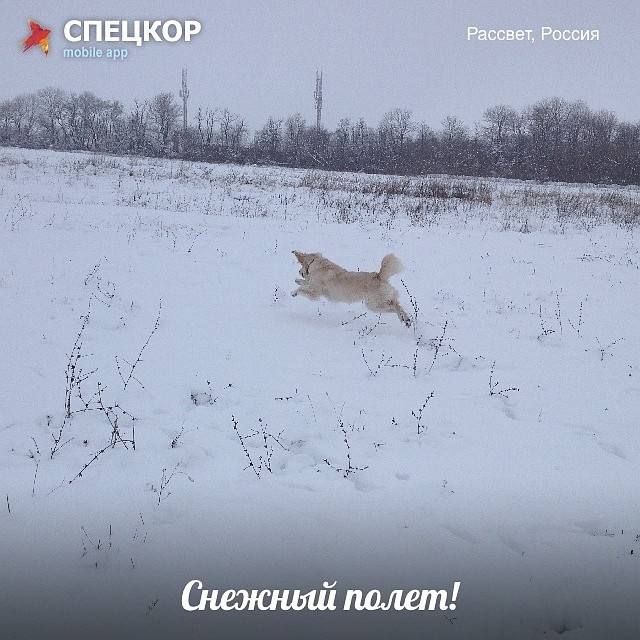 Фото: Мобильное приложение «Спецкор» от «Комсомольской правды»