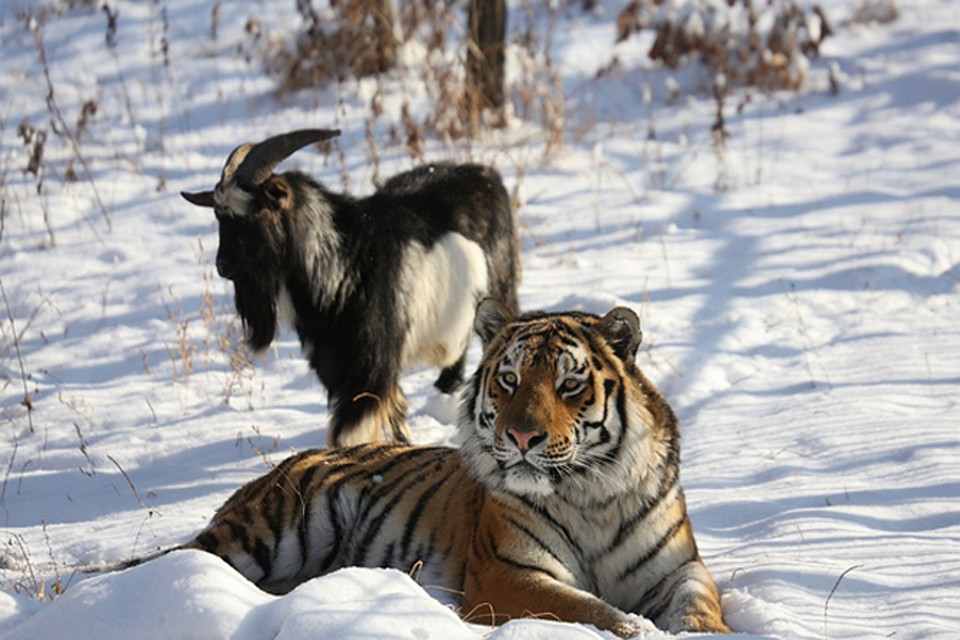 Животные просто дружат. Фото: safaripark25.ru