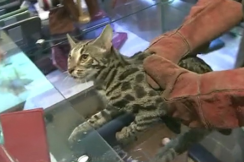 Котик устроил настоящий погром в бутике аэропорта. Фото: кадр видео, Первый канал