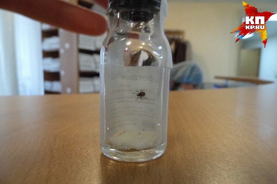 В Удмуртии клещи укусили 3781 взрослых и 970 детей