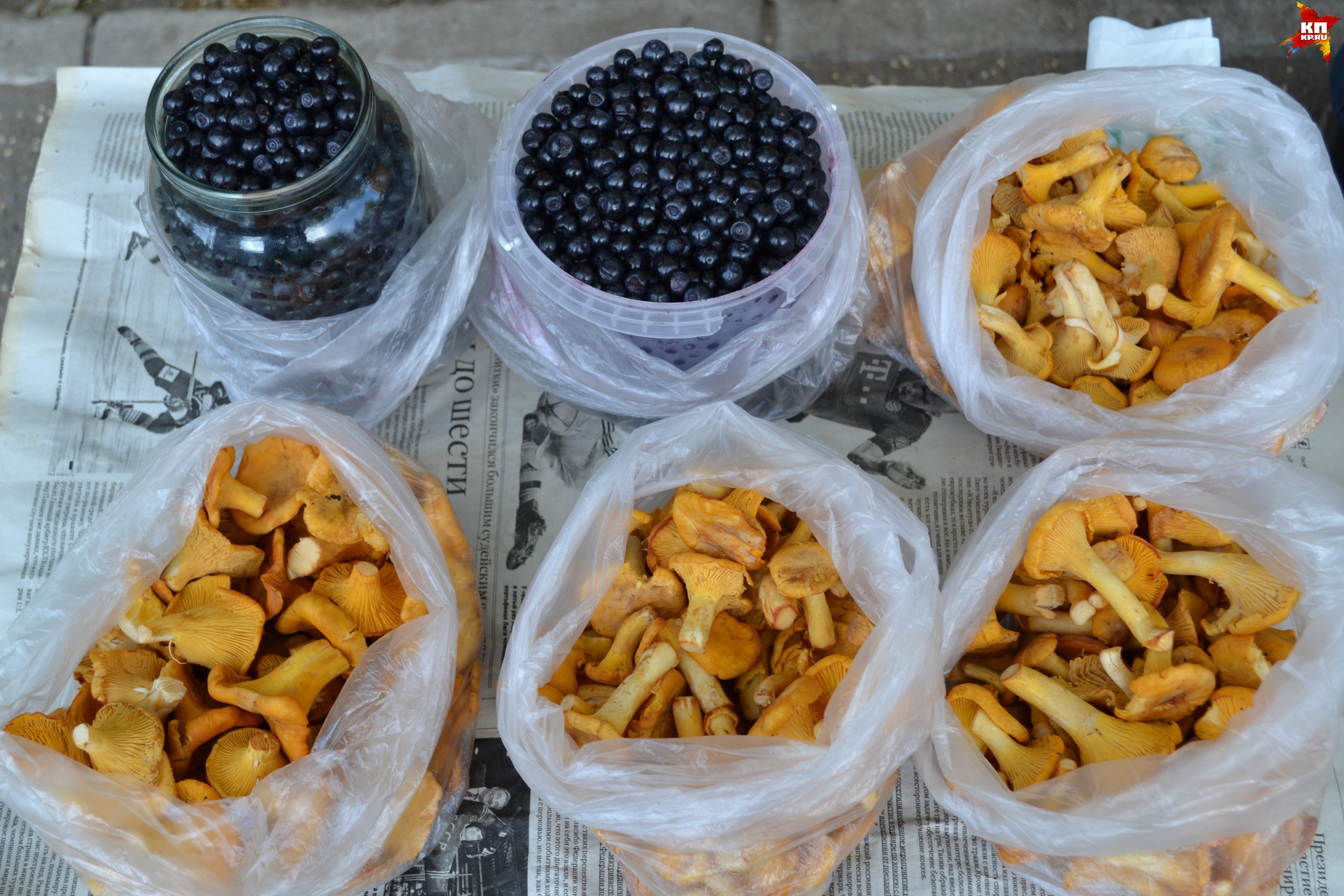 Отборная черника и свежие лисички - сыктывкарские бабушки поработали в лесу на славу!