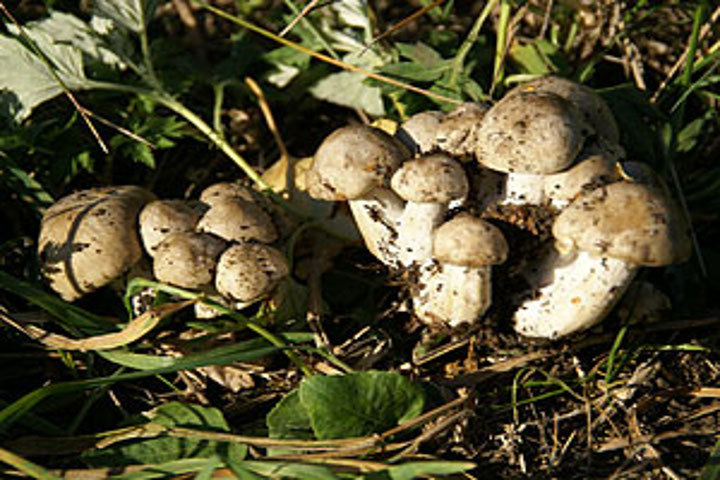 Погибшие приняли бедную поганку за сыроежки