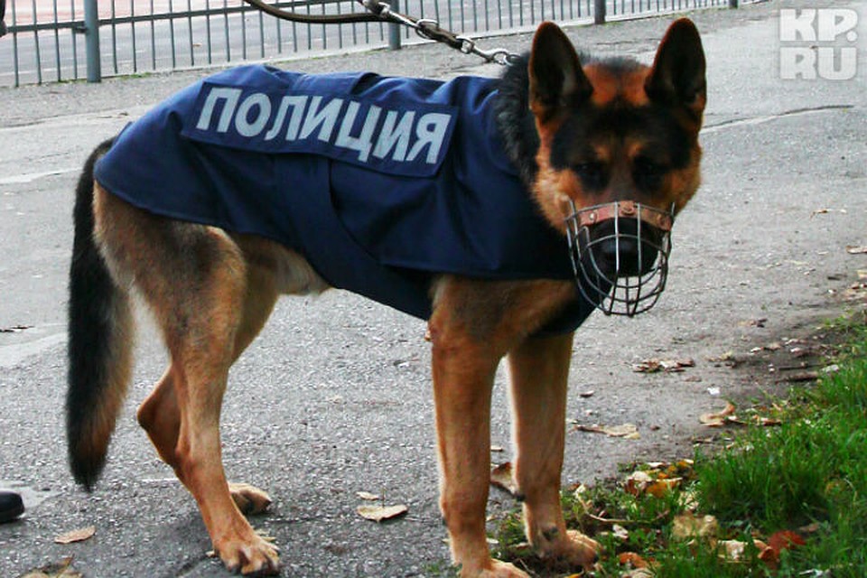 Кинологи с собаками проверяют забытый пакет