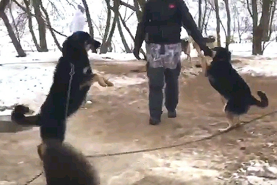Зоозащитники шокированы условиями содержания собак в «Эко хаски парке».