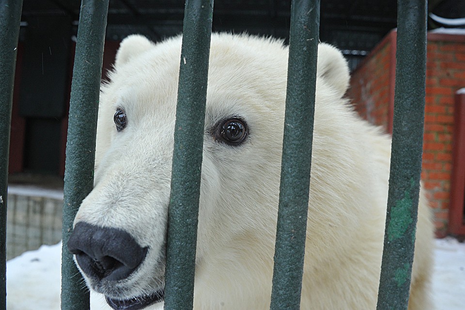 Гостей ожидает специальная программа с кормлением животных и новогодними представлениями
