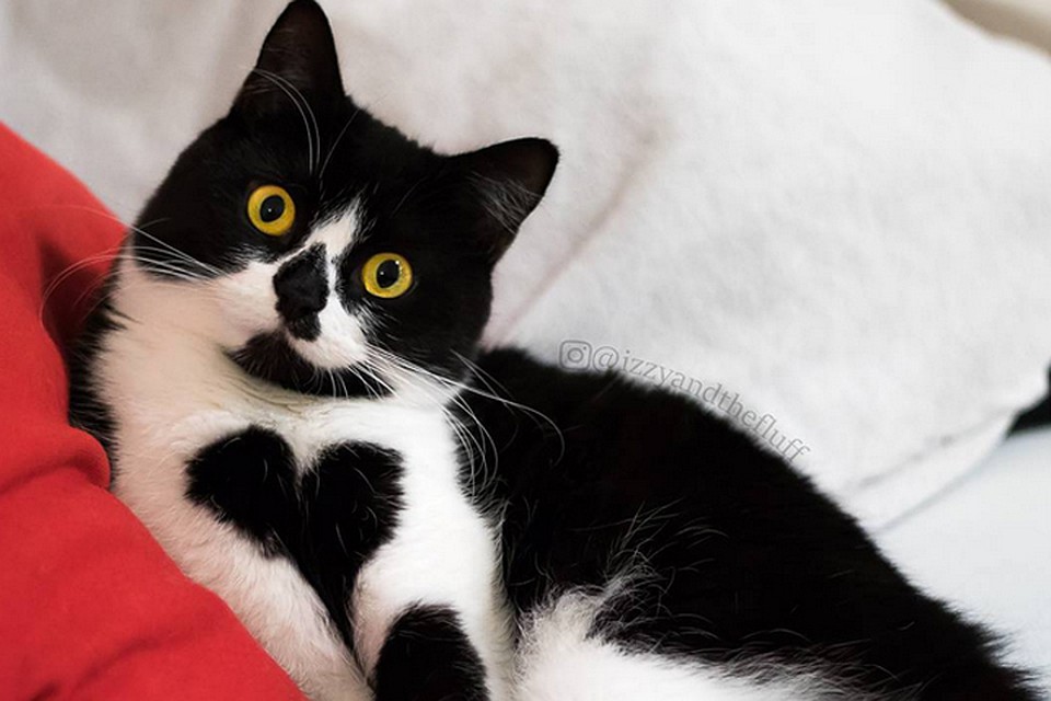 Зои - кошка, которая носит сердце на груди Фото: Instgram @izzyandthefluff