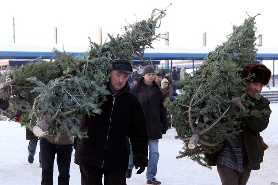 В Томской области выявлено 6 случаев незаконной вырубки елок.