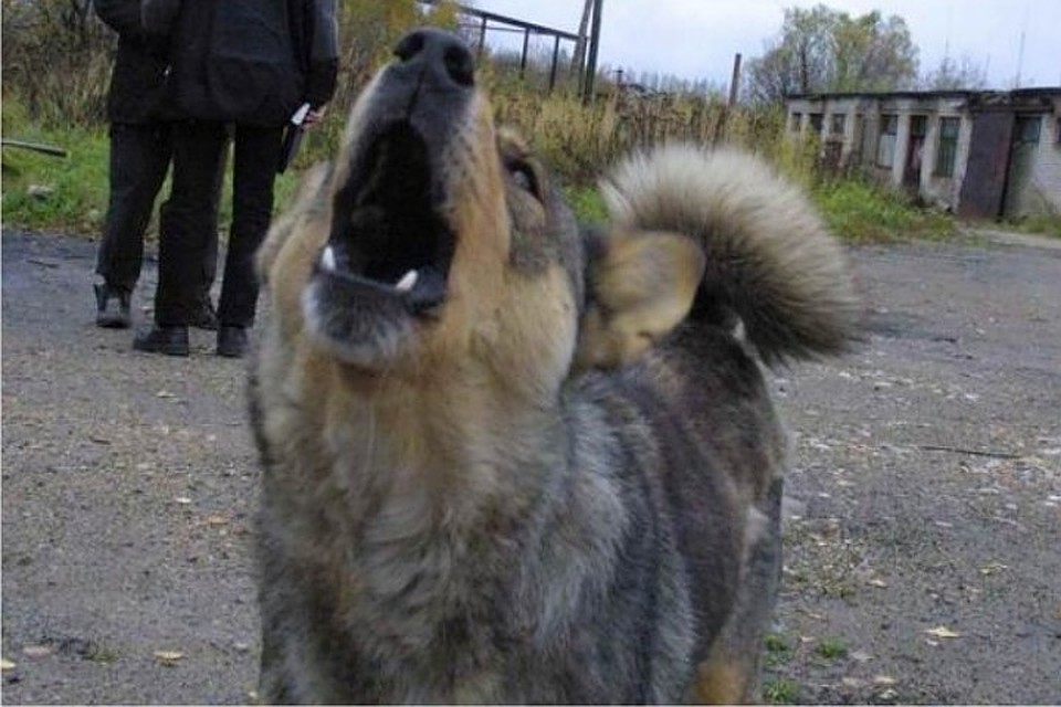 Ты чё, пёс!?