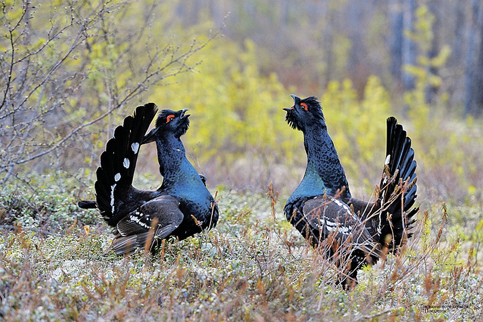Ток каменного глухаря. Фото: Юрий КОКОВИН