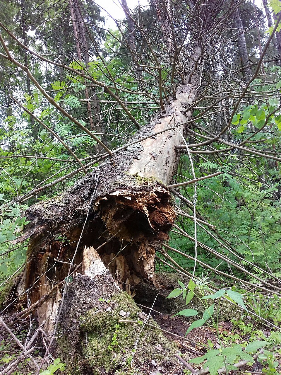 Вырубки в Некоузском районе. Фото: Ольга ПРОХОРОВА