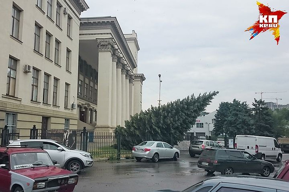 В городе ветром повалило несколько деревьев. Фото: Илья БОГОМОЛОВ