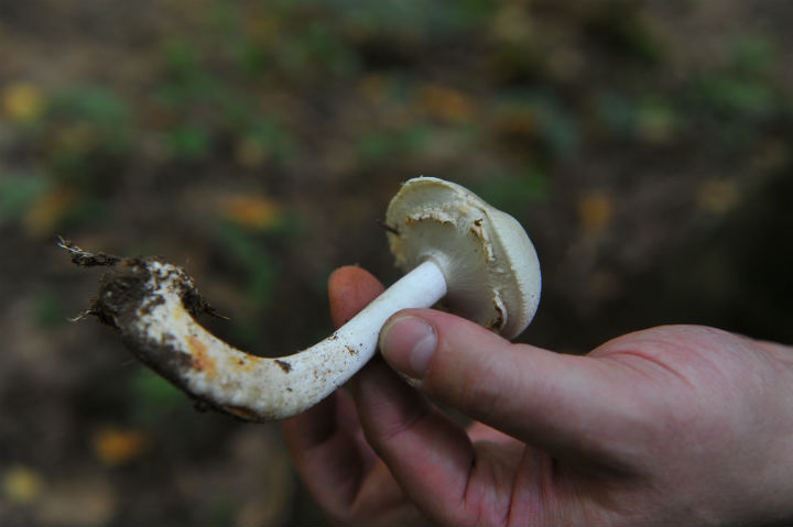 Бледная поганка Фото: Евгения ГУСЕВА