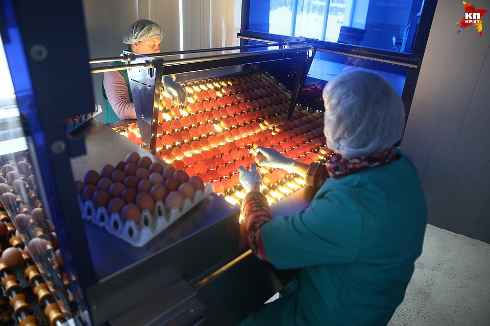 Цвет скорлупы куриного яйца на качество и питательную ценность яйца абсолютно не влияет. Фото: Павел МАРТИНЧИК
