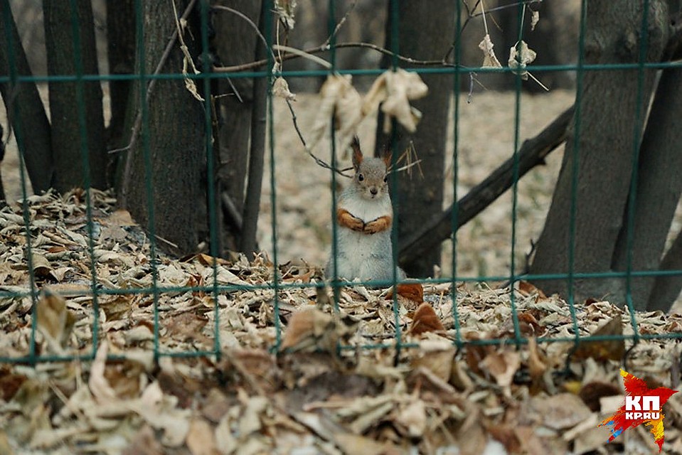 «Да даже на правильном корме для белочек можно было бы зарабатывать», - уверен активист Александр Цариков Фото: Алексей БУЛАТОВ