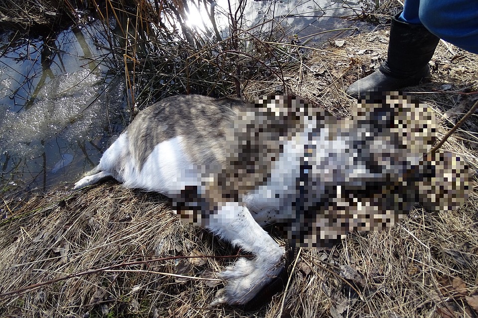 Фото: группа ВКонтакте «ПРИЮТ Красное Село: возьми друга из приюта».