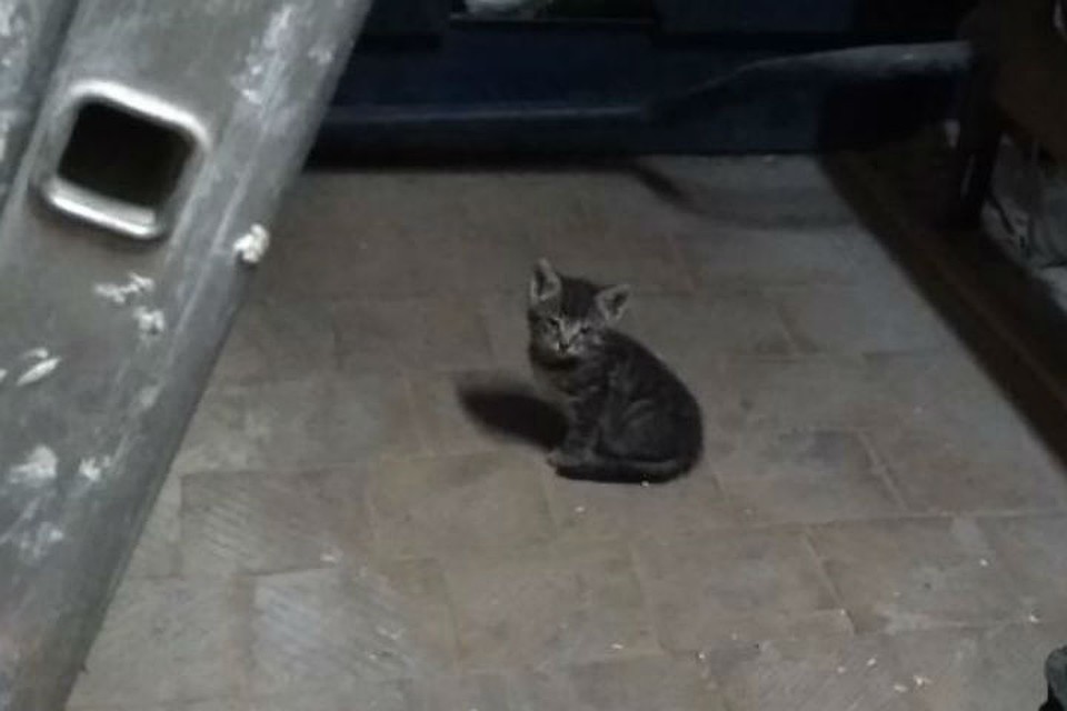 Адмиралтейские котята учатся не бояться людей. Фото: из архива героя публикации.