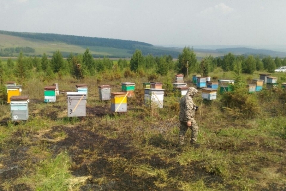 Пожарные спасли от огня около сотни пчелинных ульев под Качугом Фото: ГУ МЧС по Иркутской области