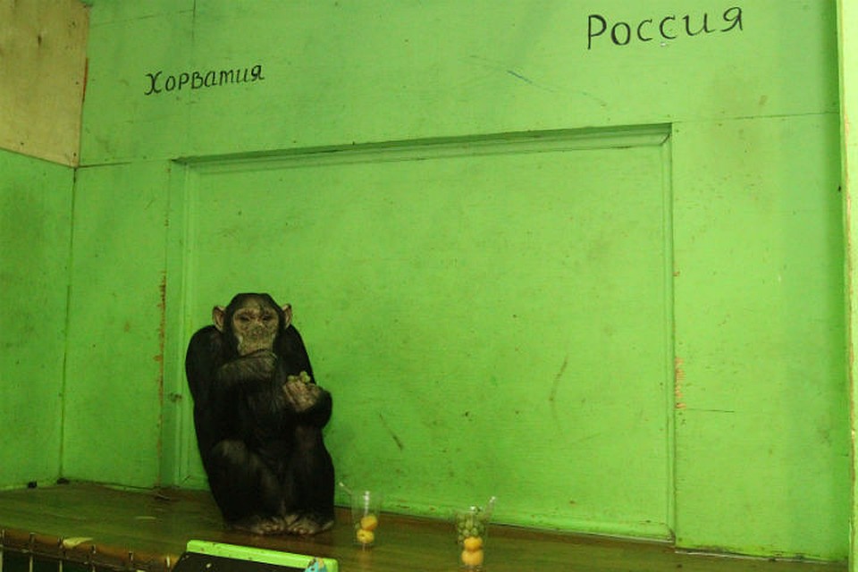 К российскому стаканчику лея прикоснулась только съев весь хорватский. Фото: Юлия ПЫХАЛОВА