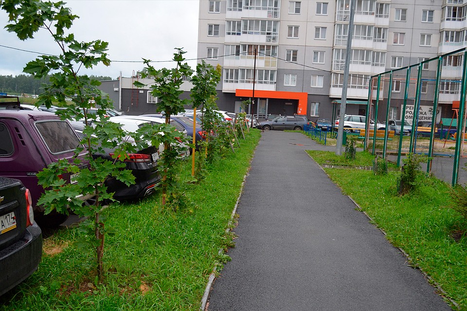 Клены тоже прижились. Фото: из архива героя публикации