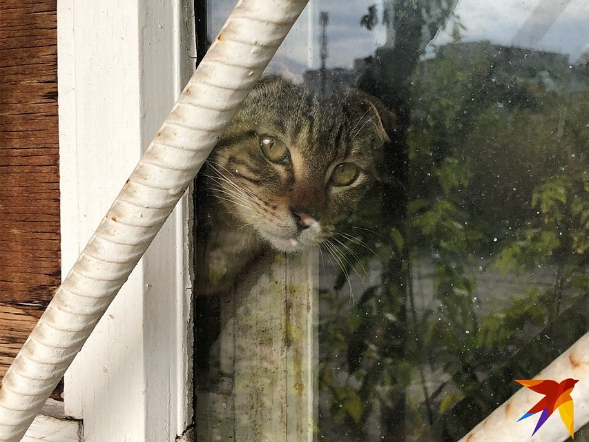 Кошки ждут от людей помощи Фото: Алексей КОСЕНЧУК