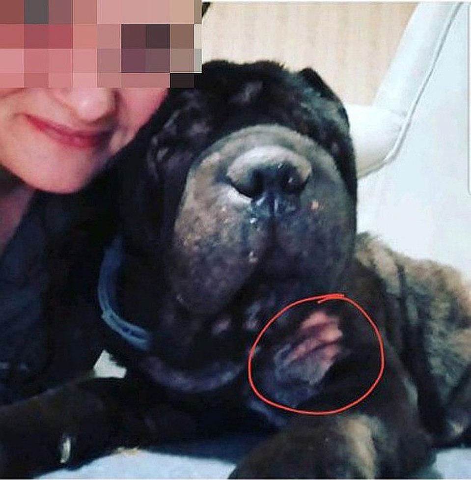 ...А те обманули их и передали пса новой хозяйке.