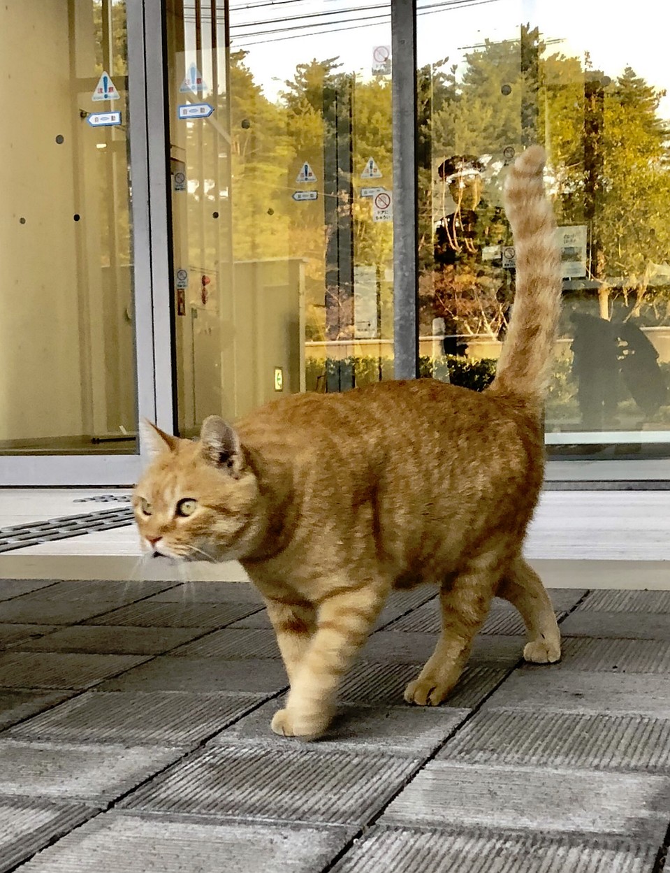 Коты не сдаются! Фото: twitter.com/bijutsu1/