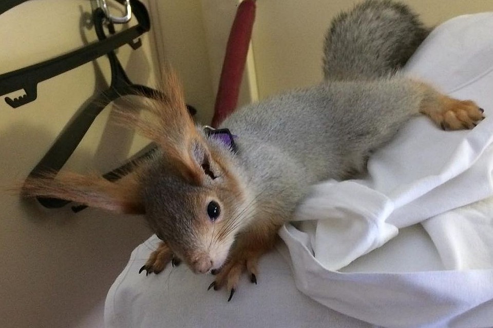 Для Сони это первое большое путешествие. Фото: instagram.com/squirrel_sonya.