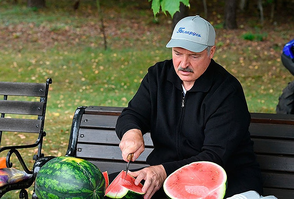Лукашенко собрал урожай арбузов на своем участке. Фото: president.gov.by