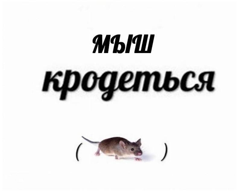 "Мыш" потерял мягкий знак и стал одним мз самых популярных персонажей рунета Фото: СОЦСЕТИ