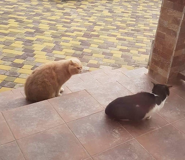 Фото: фэйсбук