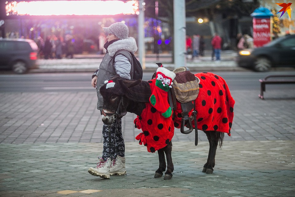 Новогодний ослик. Фото: Павел МАРТИНЧИК