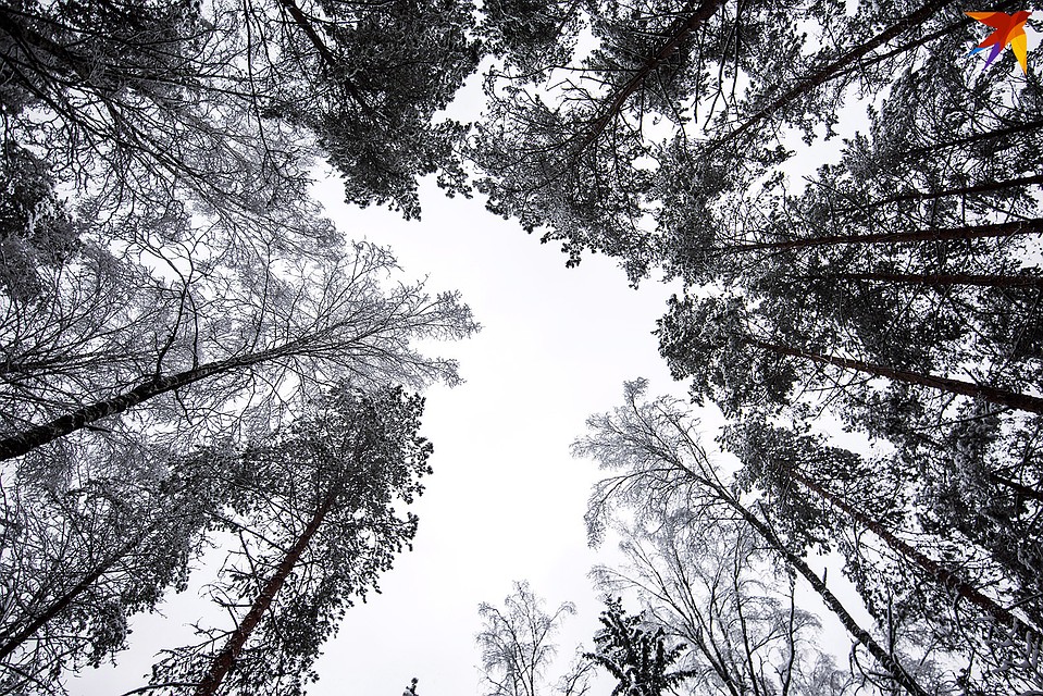 Можно часами гулять по лесу и смотреть в небо, главное - не замерзнуть. Фото: Павел МАРТИНЧИК