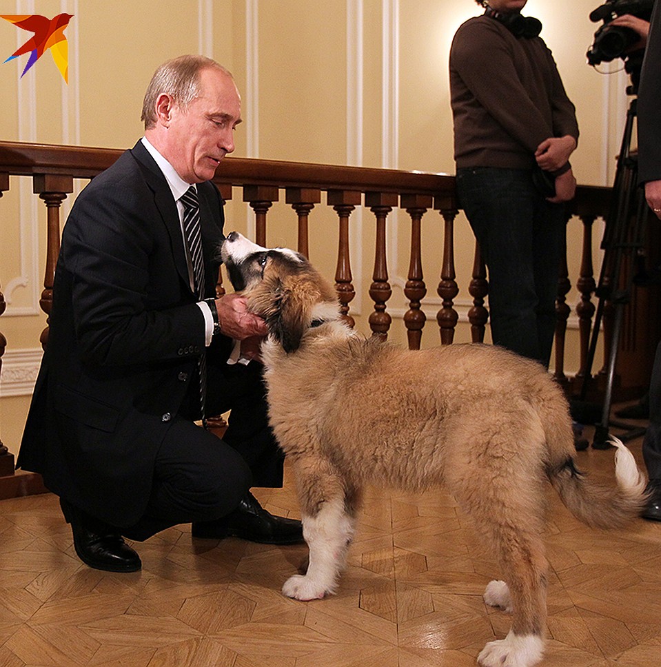 В 2010 году Владимир Путин получил в подарок от главы правительства Болгарии Бойко Борисова щенка каракачанской овчарки Фото: Марина ВОЛОСЕВИЧ