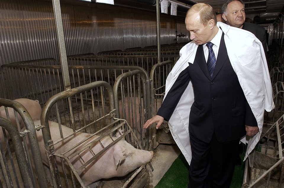Владимир Путин косплеит Никиту Хрущева, посещая свиноферму в Саратовской области Фото: РИА "Новости"