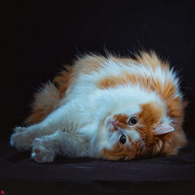 Котямбу совершенно не смущают вспышки фотокамер. Фото: Александр Осипов