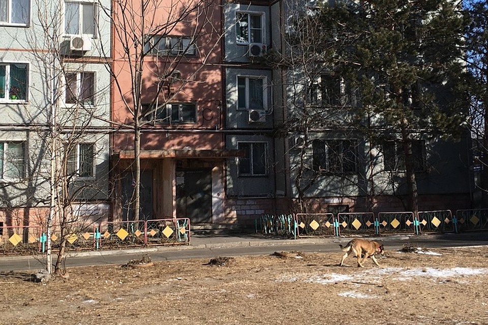 Расследование началось после того, как во дворе дети нашли отрубленную человеческую руку - с ней играли собаки Фото: Борис КОКУРИН