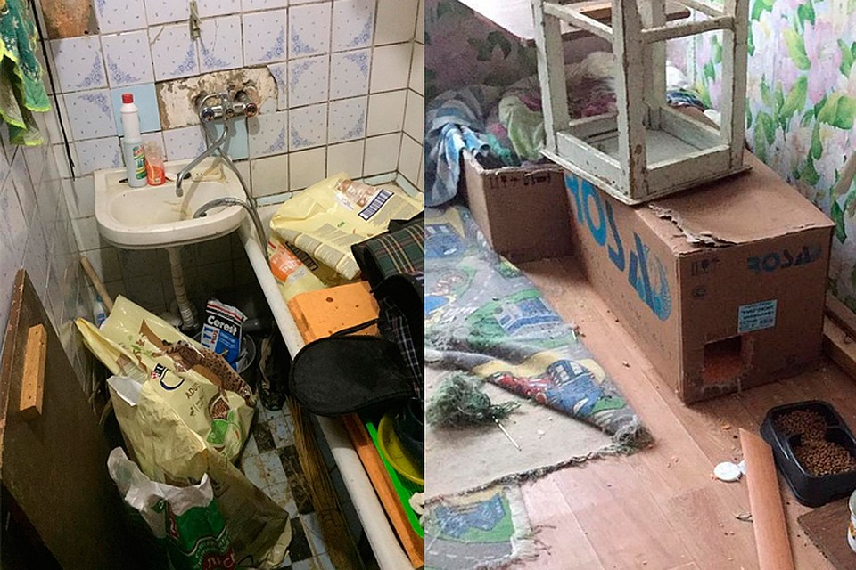 Подкармливают котов неизвестные люди.